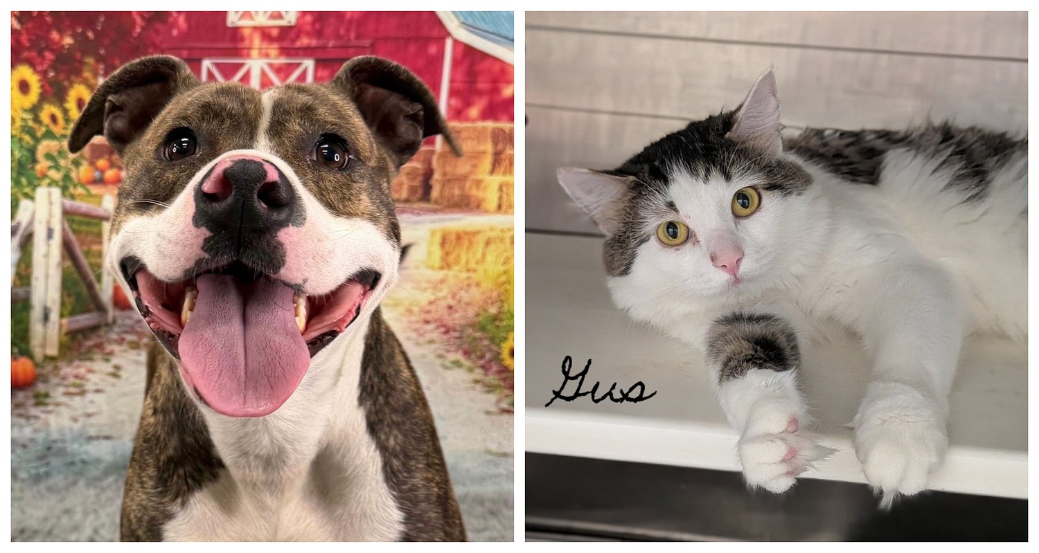Pets of the week: Nelson is a timid soul. Gus is a handsome fellow.
