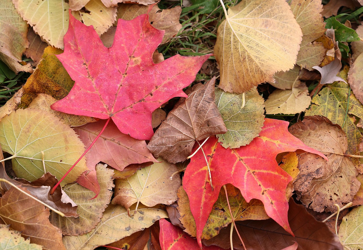 City of DeKalb’s annual leaf collection begins Oct. 26