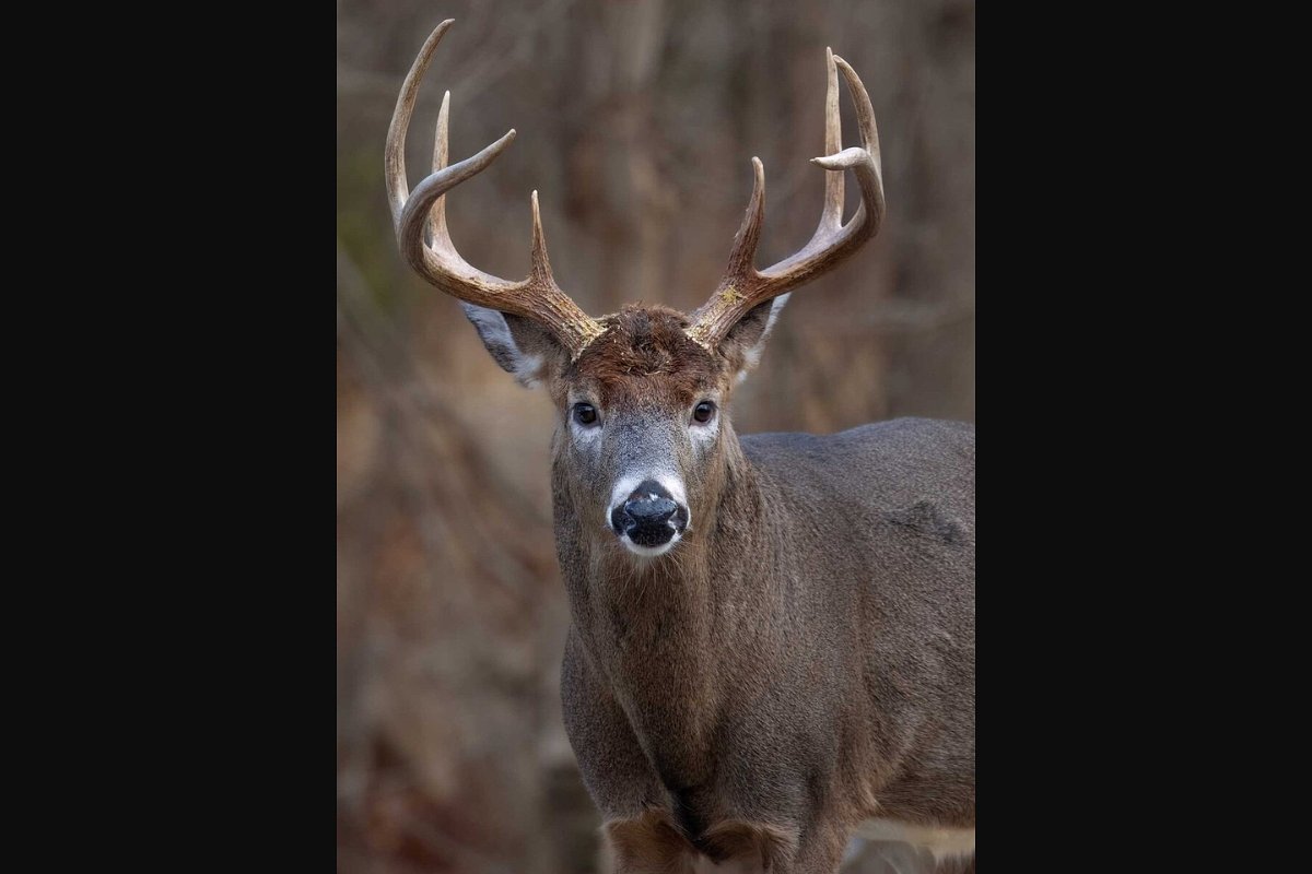 Is it worth paying a processor to butcher your deer?