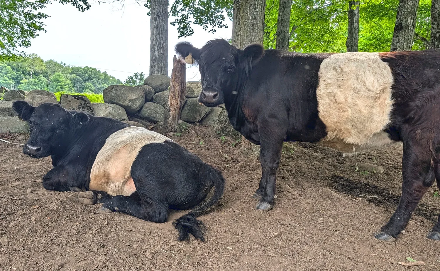 From the Farm: The best way to draw blood from a cow