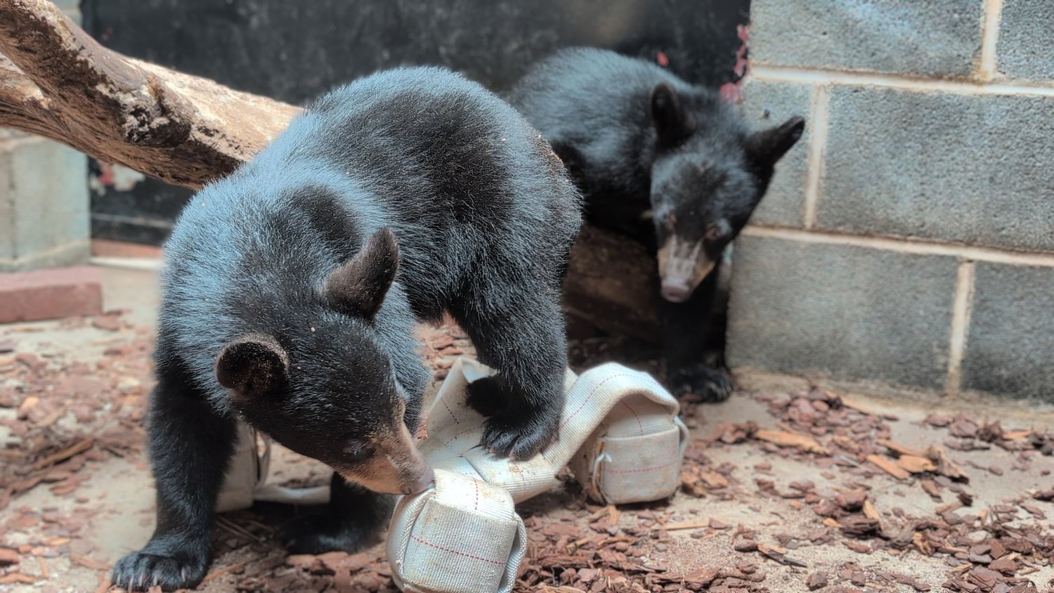 Meet Briar and Bramble, playful orphaned bear cubs who’ve arrived at ZooAmerica