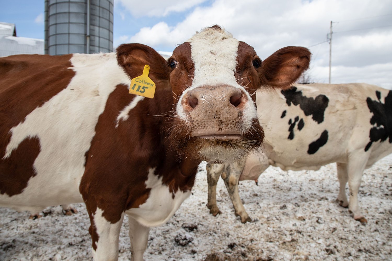 ‘A ray of hope’: Vermont dairy facility to reopen this fall amid a spate of shutdowns