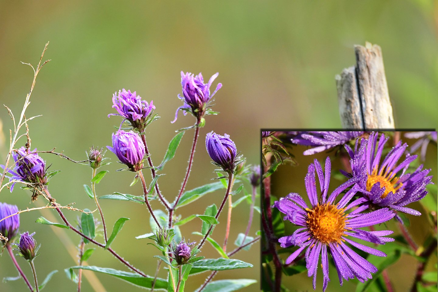 Speaking of Nature: The New England Aster — a jewel of autumn