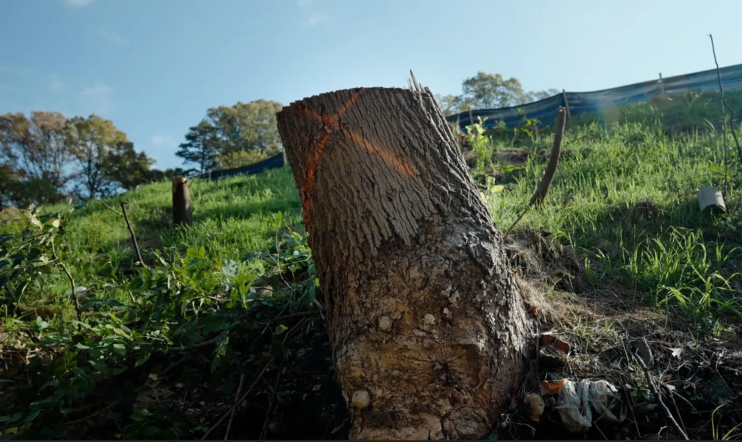 New documentary highlights Atlanta's alarming rate of tree loss