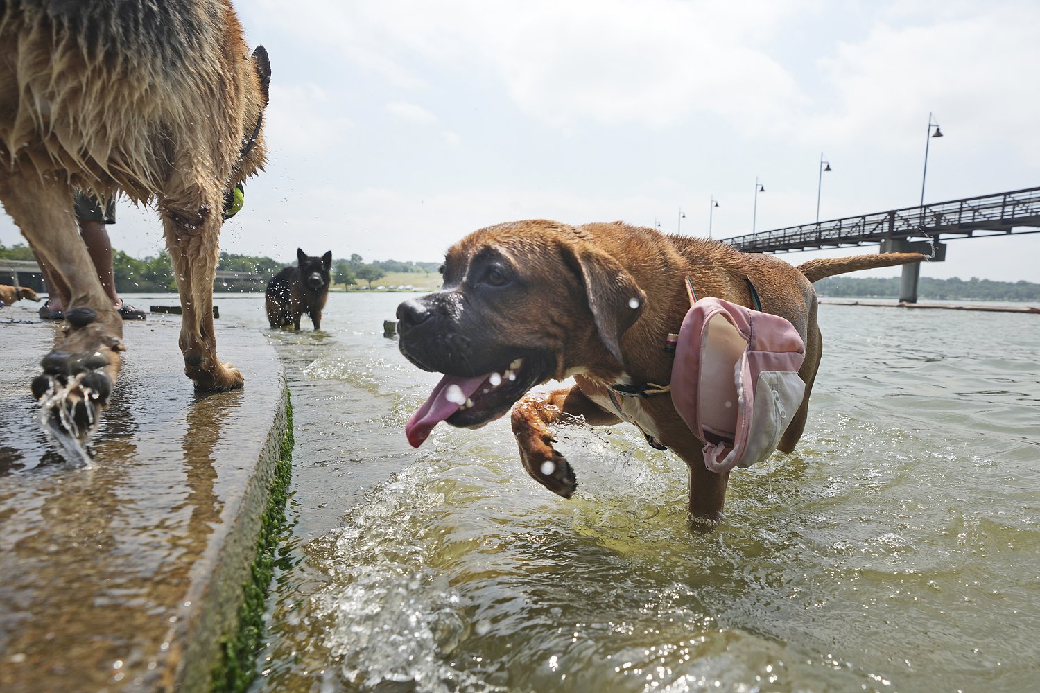 Lake County promises closer oversight of dog shelter after AC failure during heatwave