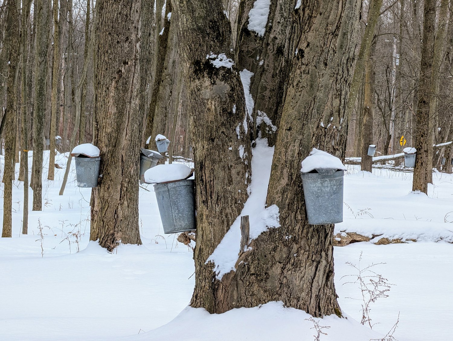 Planning a 2027 event? Here’s when Geauga Park District reservations open