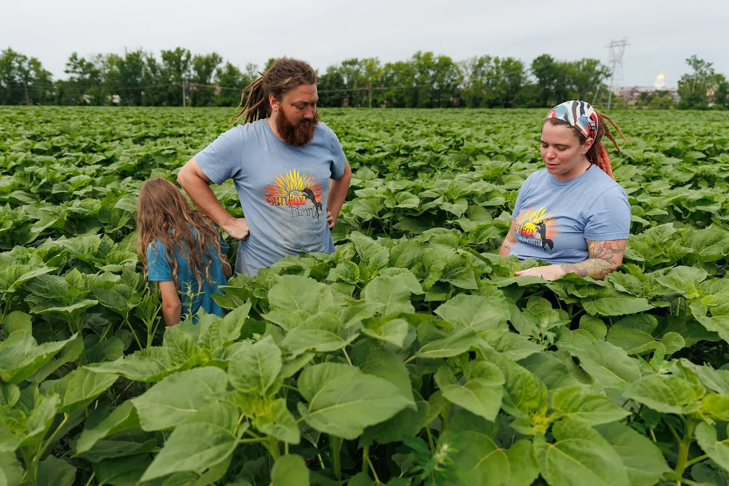 Even when plants are dormant, Sunfox Farm makes Concord the 'sunflower city'