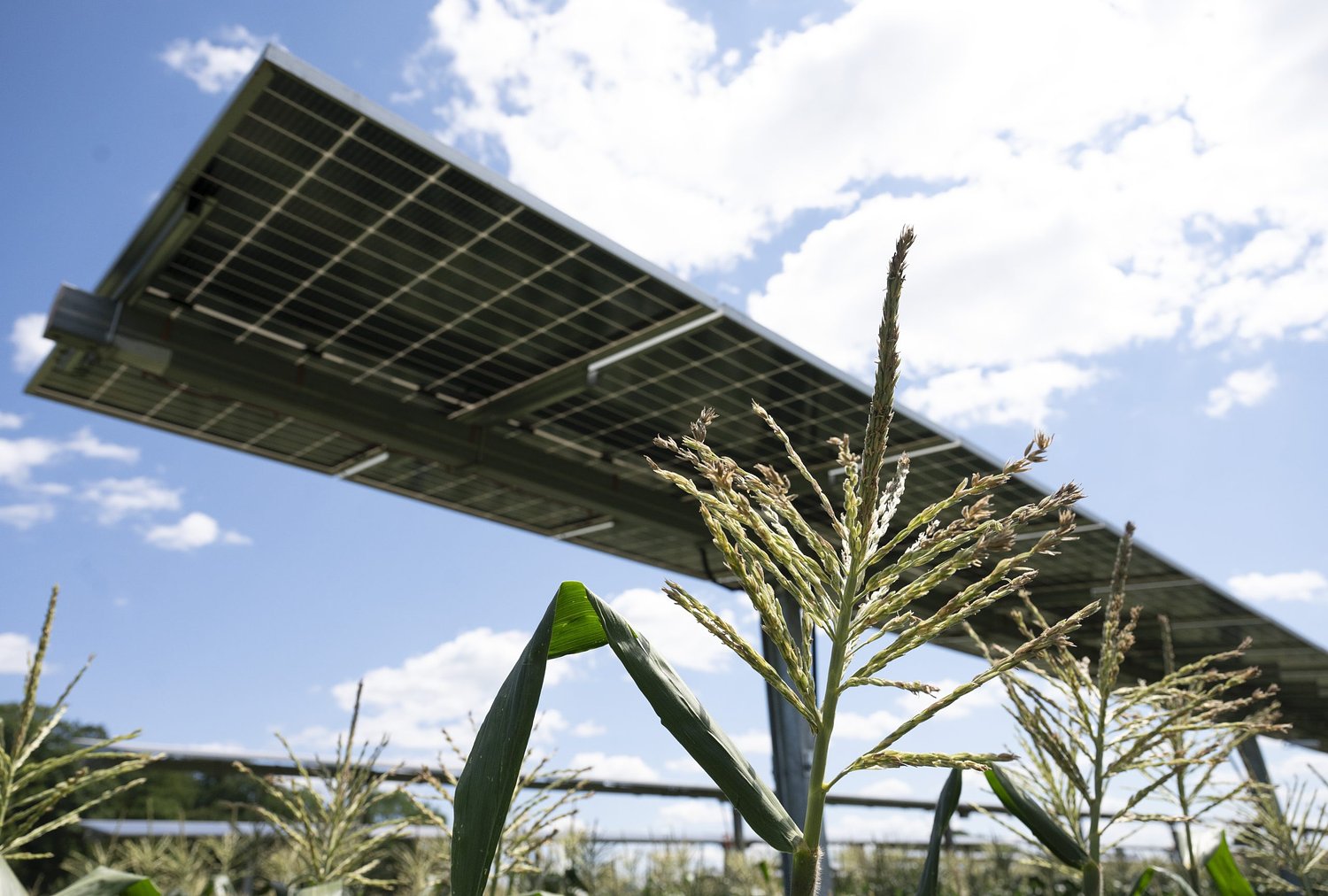 Two harvests, one field: Hadley farm shows off agrivoltaics as other growers take interest