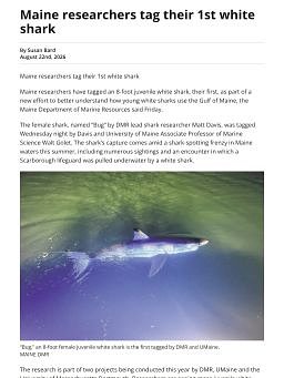 Maine researchers tag their 1st white shark