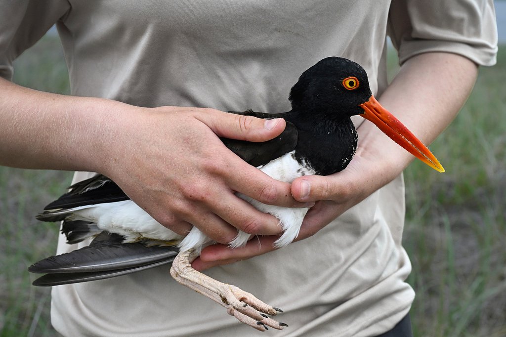 Oystercatchers, known for sharp bills and beady eyes, are making a comeback thanks to conservation