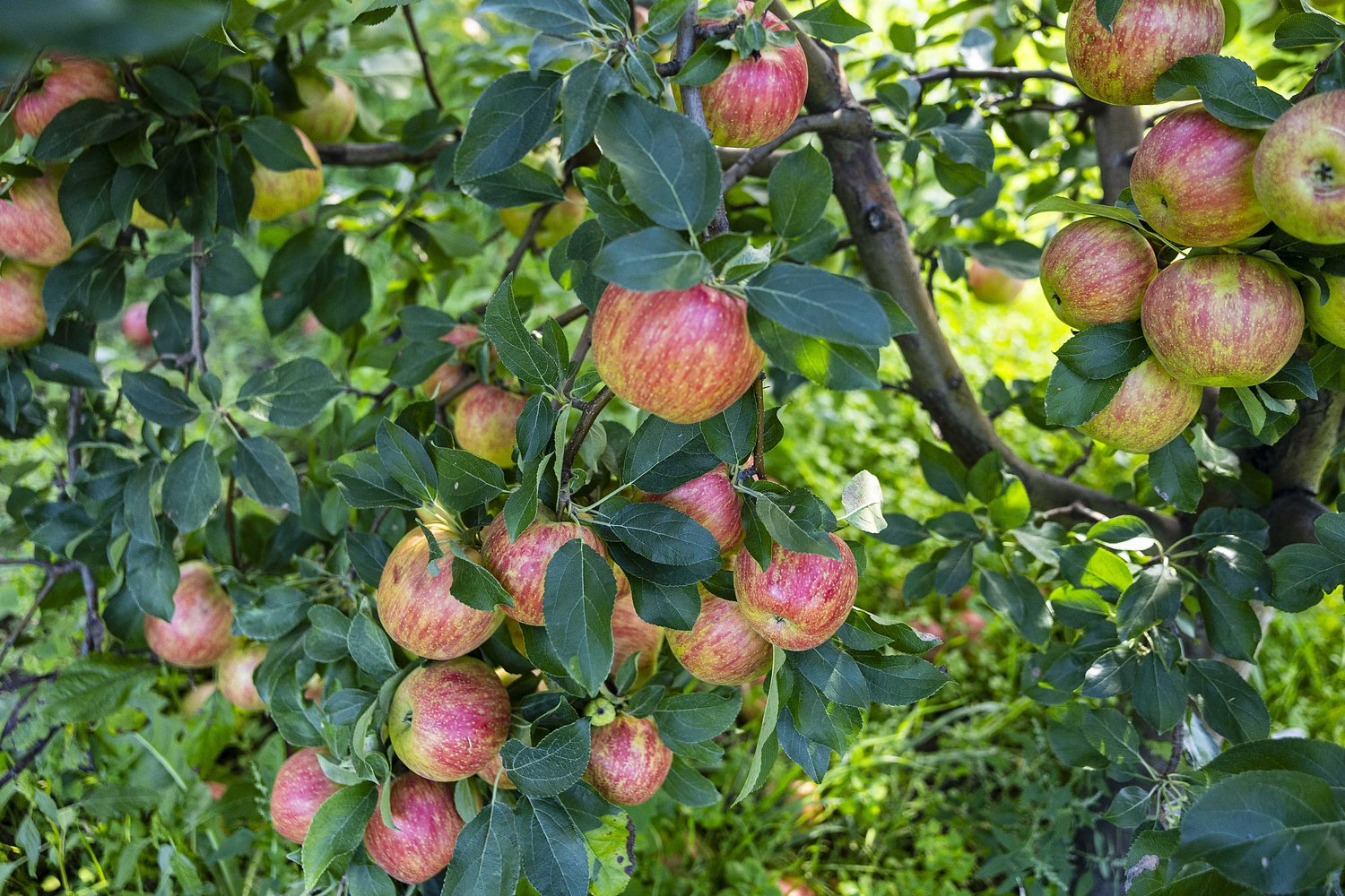 Michigan has 44,000 acres of apple orchards. See which counties have the most.