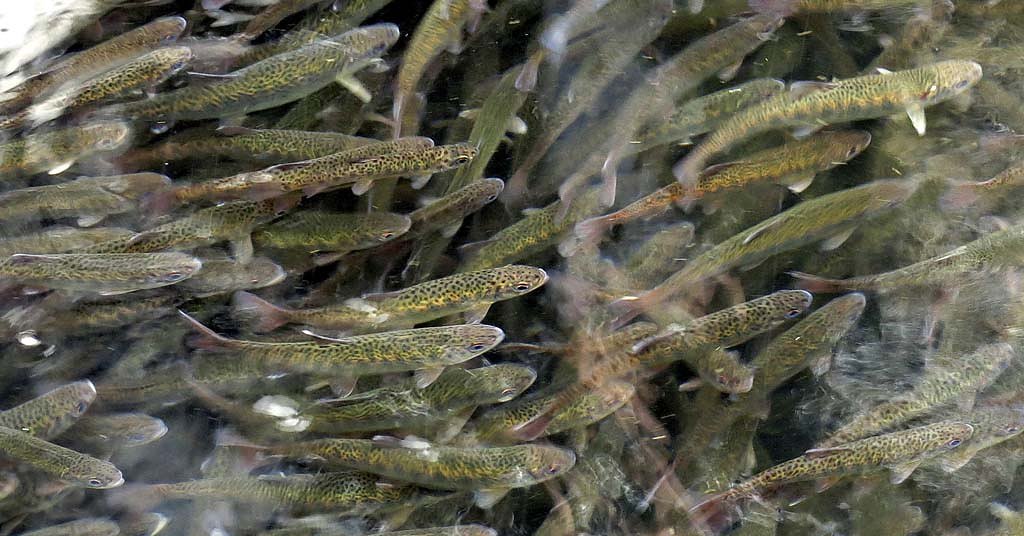 OPINION: BPA’s decision to pull plug on salmon program was long overdue