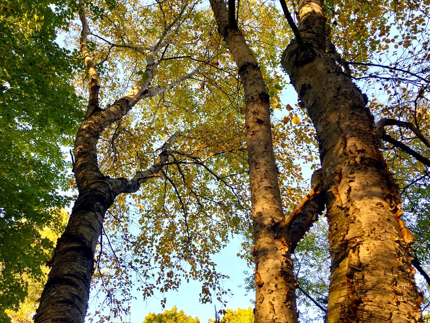 $8M plan to cut down 8K trees in Kalamazoo County chopped in half