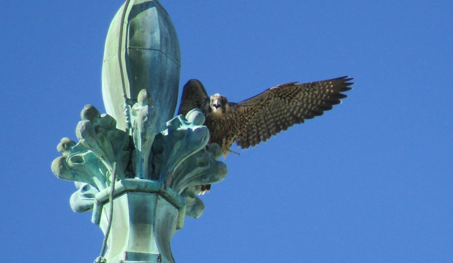 Spring brings tragedy for Harrisburg’s falcon fledglings