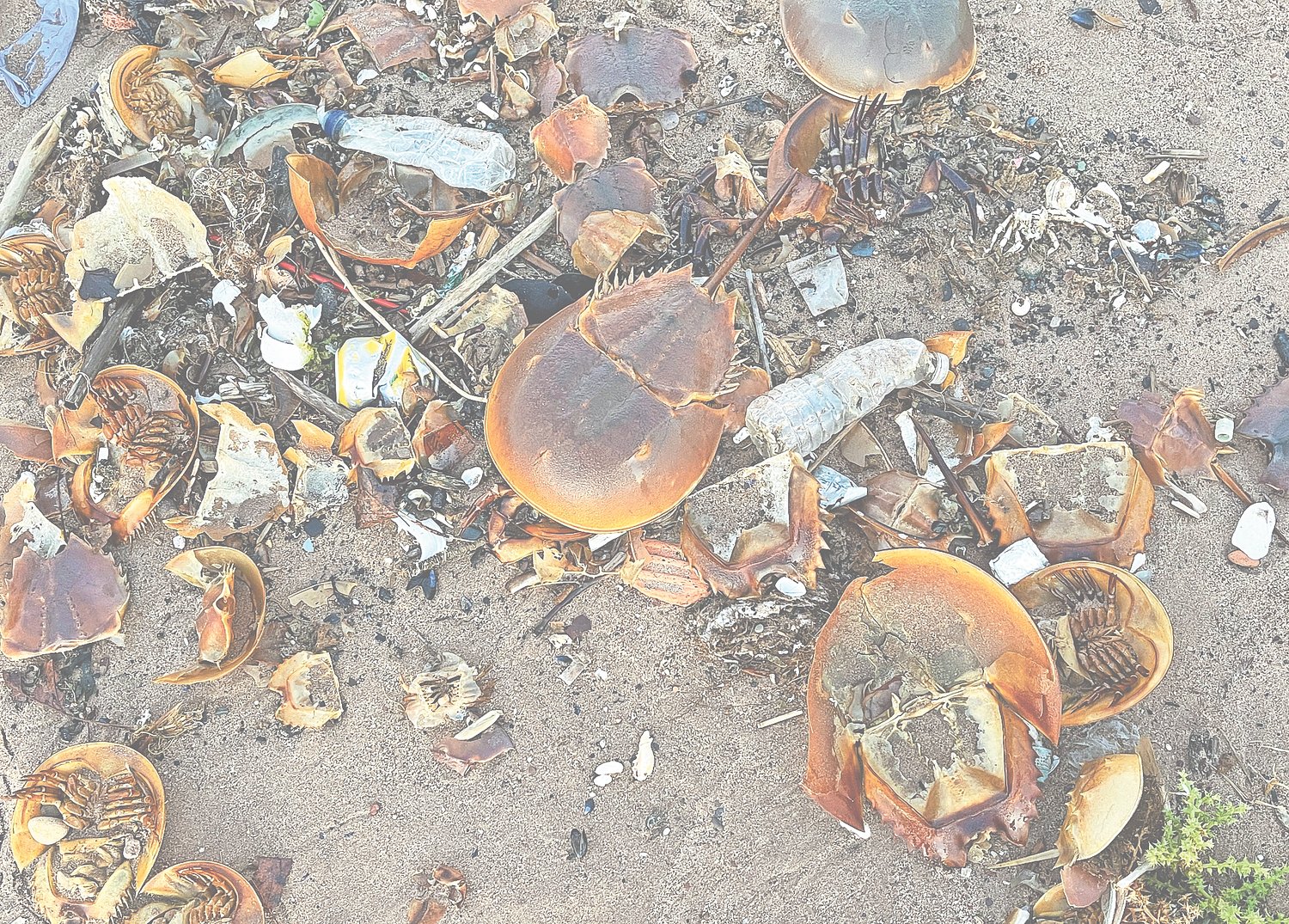Horseshoe crab monitoring volunteers needed in New York