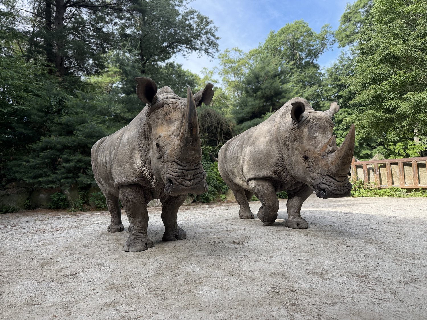 White rhino dies ‘unexpectedly’ at Southwick’s Zoo: ‘Our hearts are heavy’