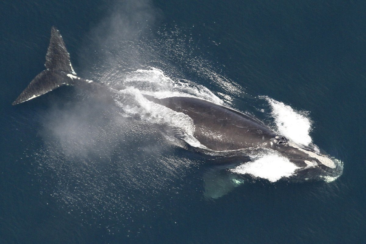 Right whales can’t wait 7 more years for lobstermen to make changes to protect them