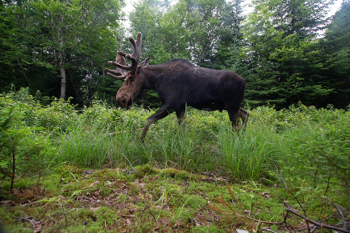He left his camera trap in the Maine woods for a month. Here's what he saw