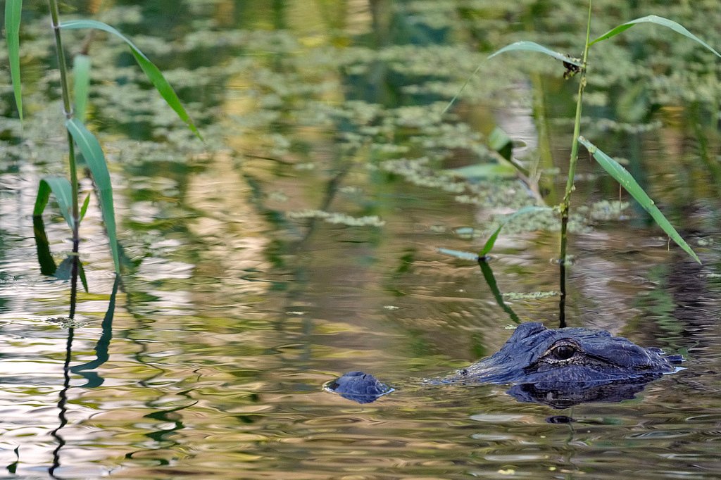 Fisherman, 71, attacked and killed by 12-foot alligator alongside Florida lake