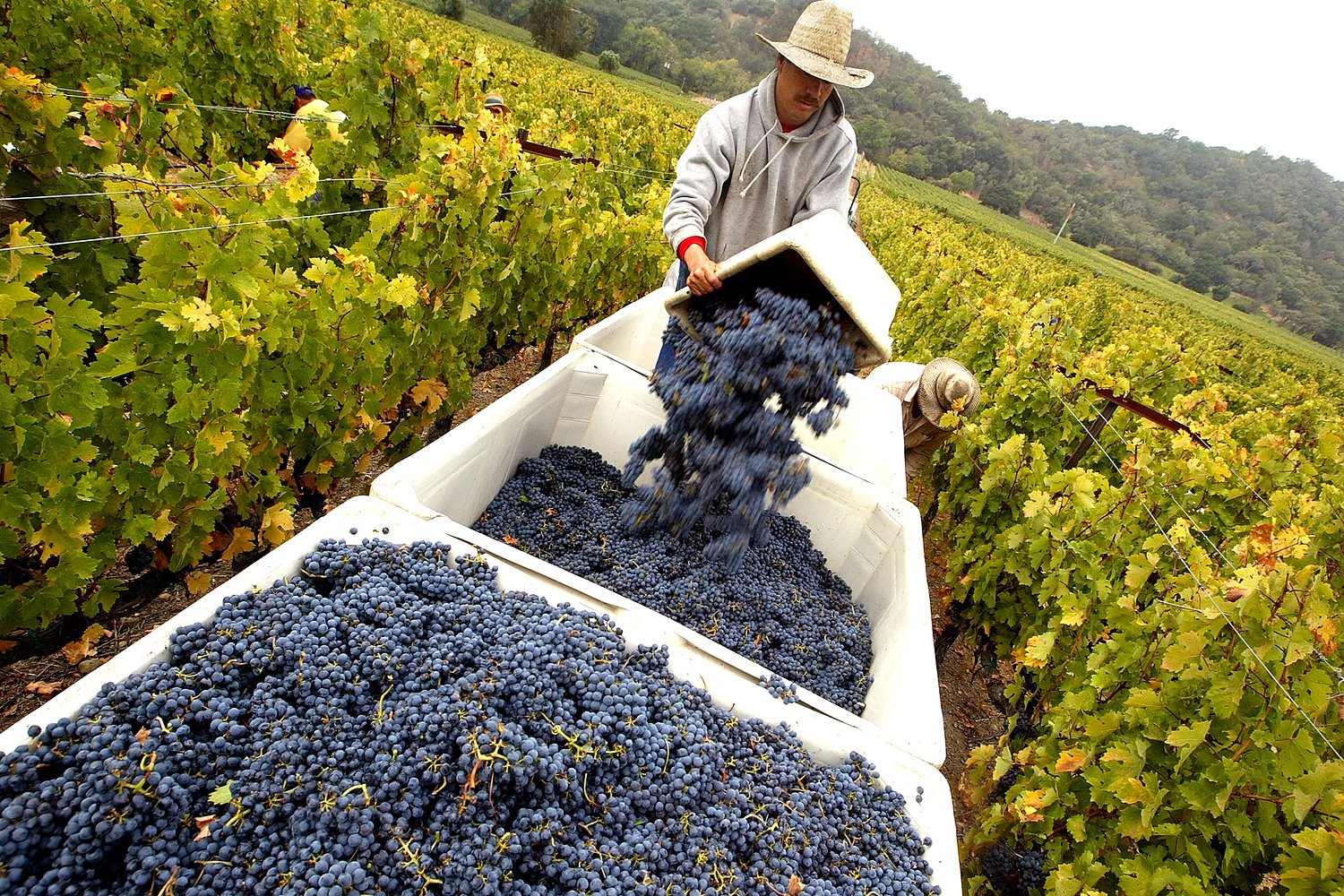 What or who can save California’s $84B wine industry?