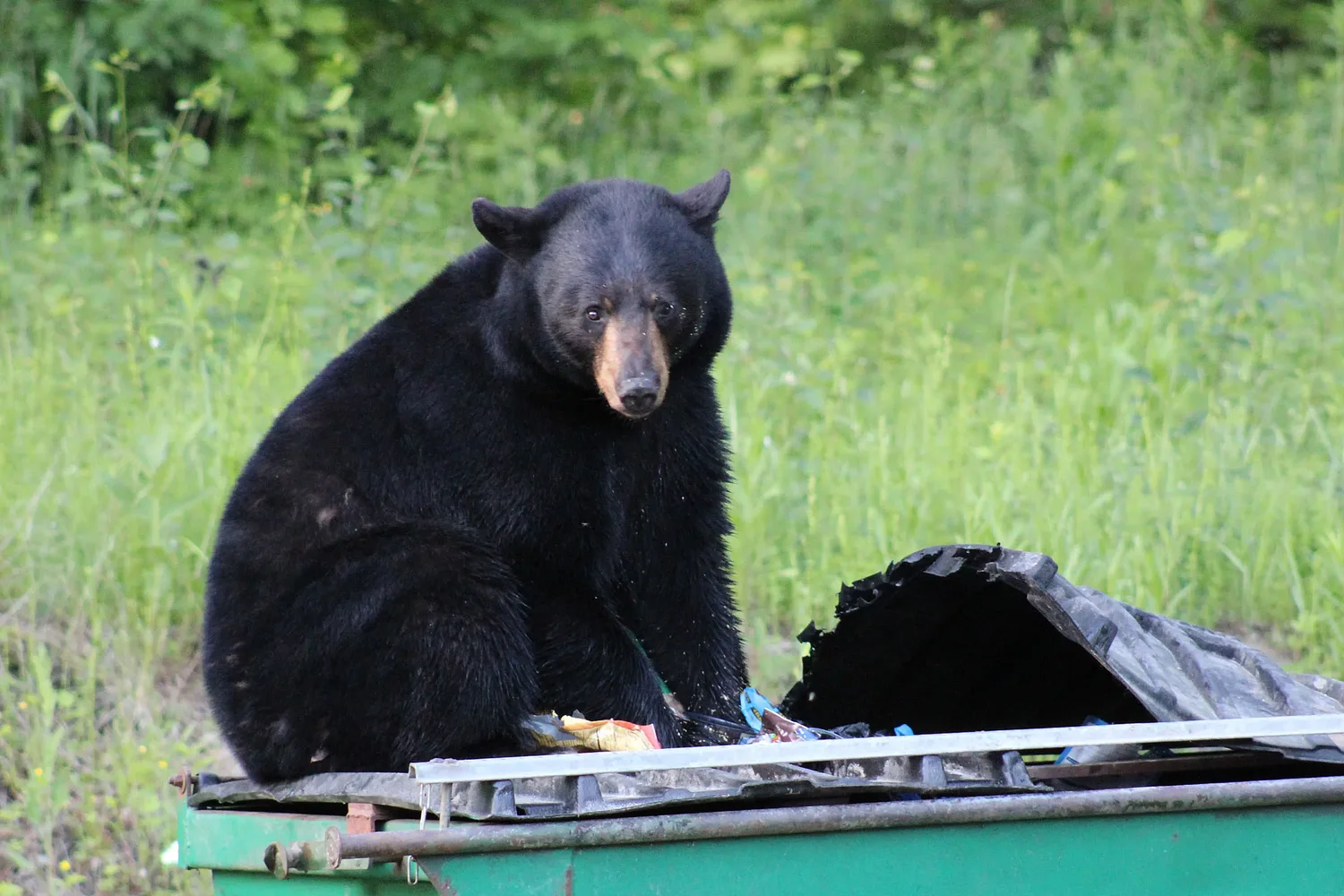 Vermont faces record bear encounters as Fish and Wildlife seeks earlier reporting