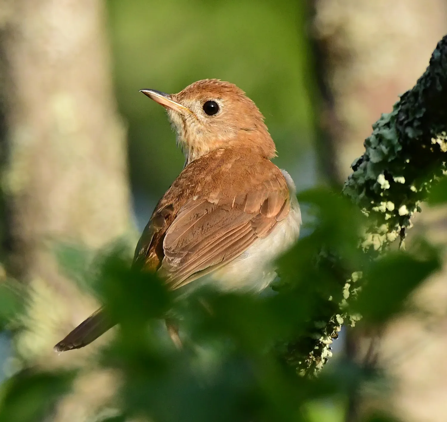 Speaking of Nature: Spotting a veery good sign: Finding solace in a songbird discovered at a local stream