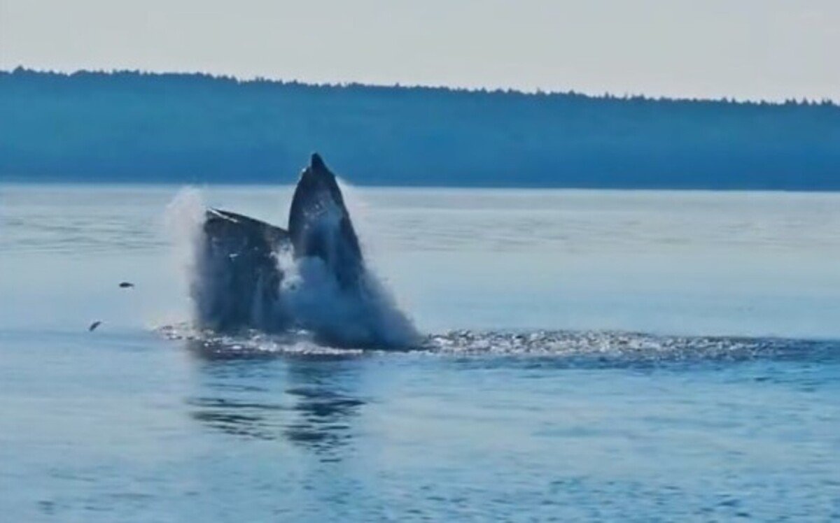 Video shows humpback whale feeding in Penobscot Bay