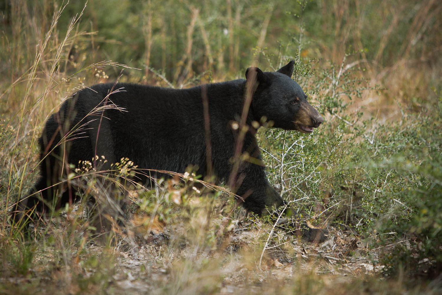 Black bear killed after being hit by a car in central Alabama