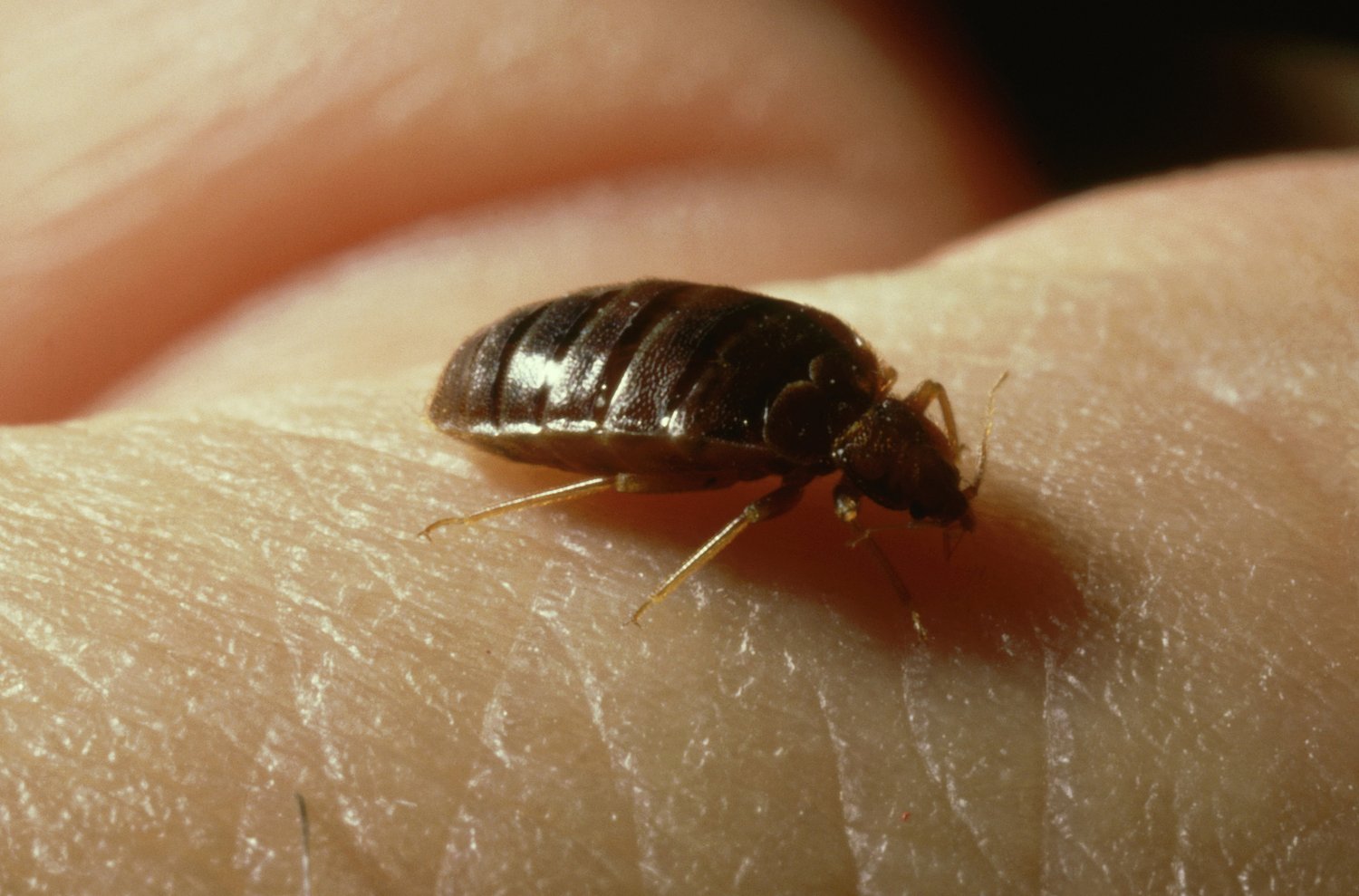 This Pa. city is one of the worst for bedbugs, study says