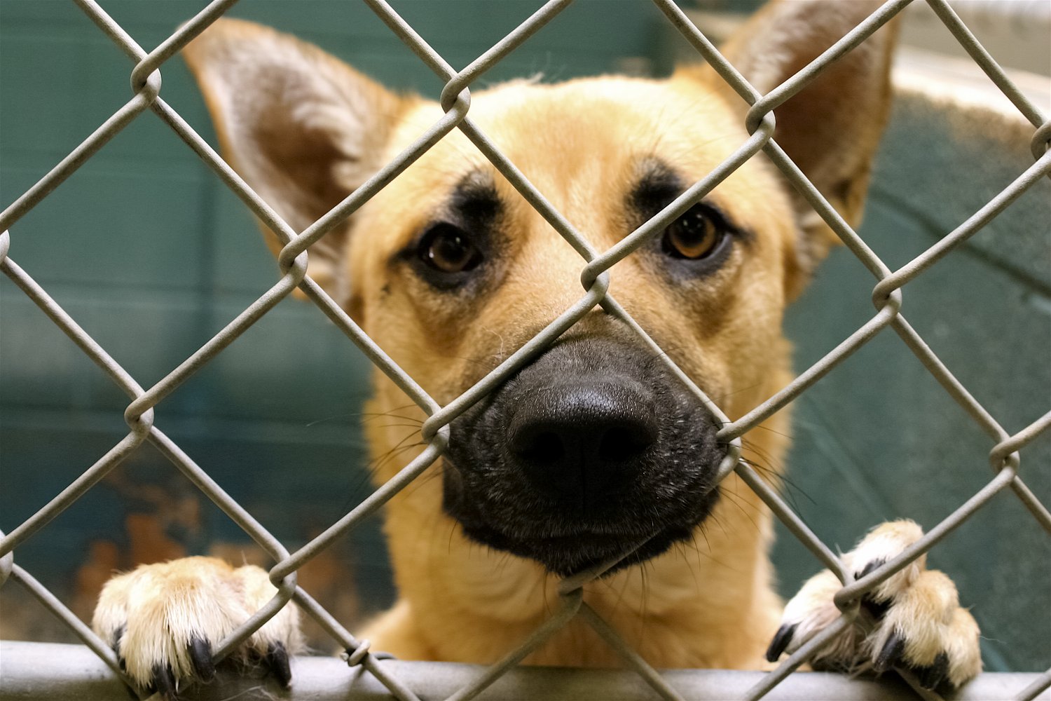 Pa. animal organization fined, ordered to overhaul care and training