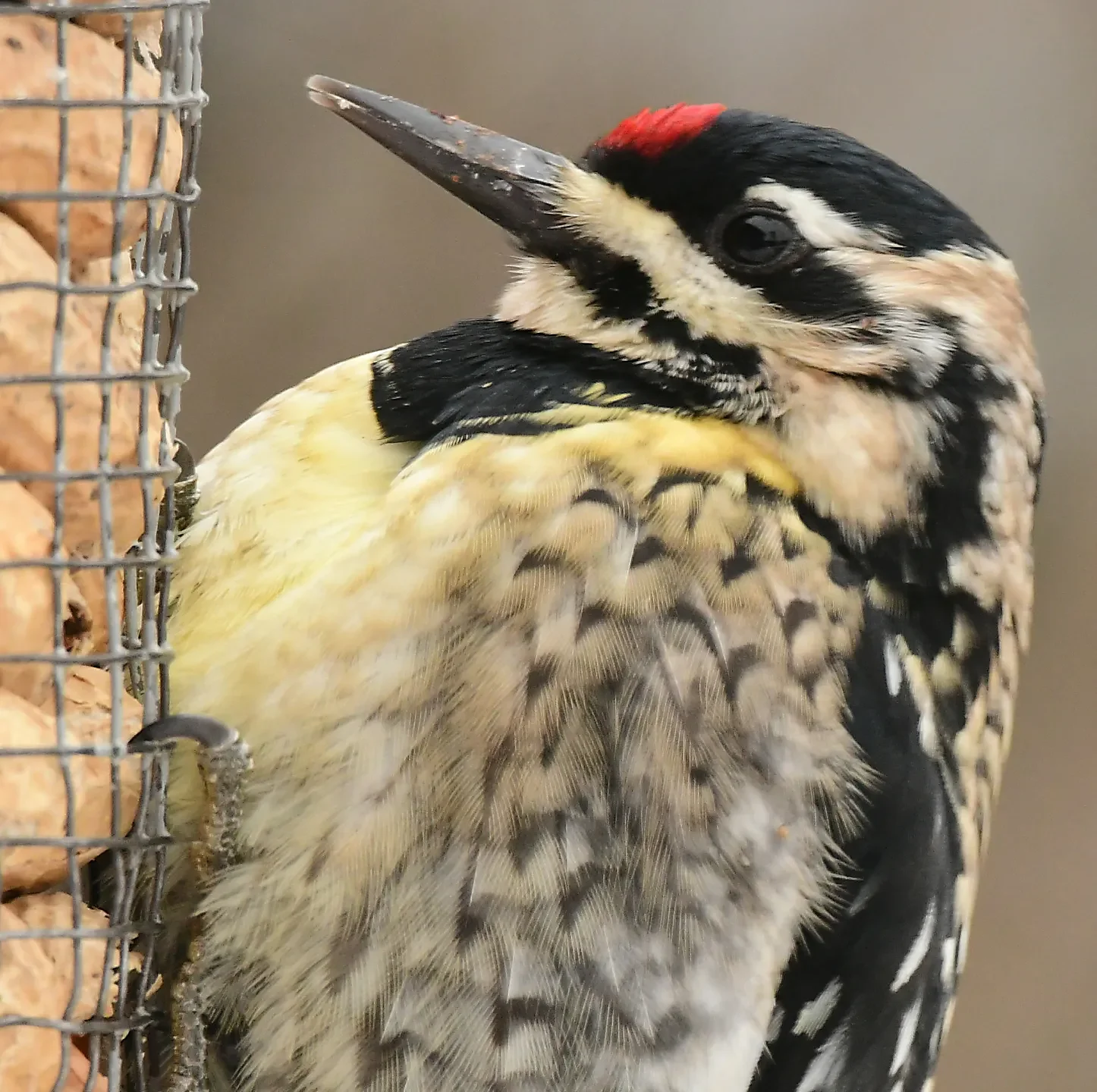 Speaking of Nature: Close encounters of the bird kind: The thrill of spotting an uncommon variety at your feeders