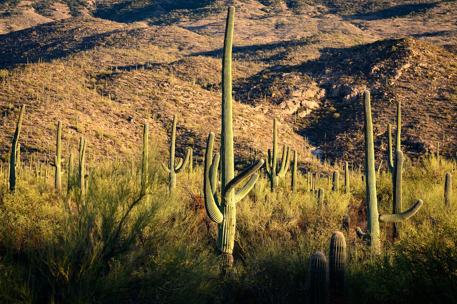 Officials determine tragic cause of 145-acre fire in Saguaro National Park