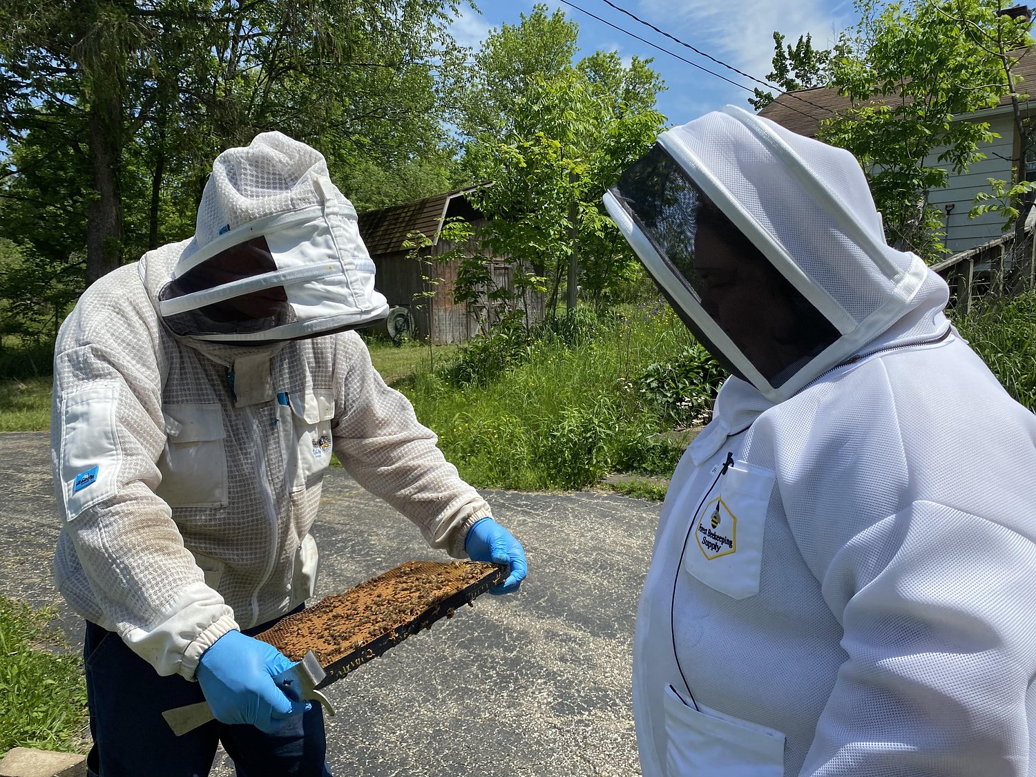To save Ohio’s bees, officials first need to find them