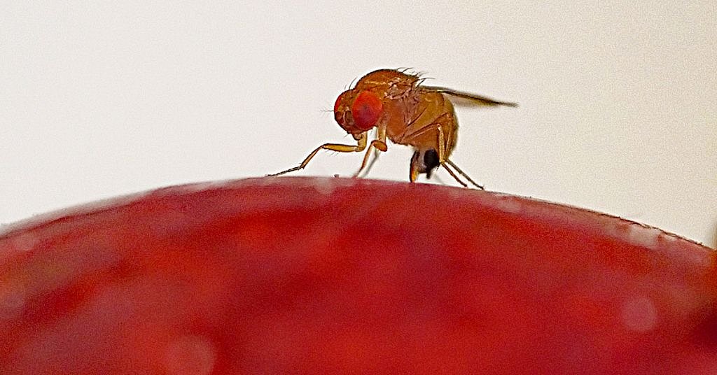 Helping orchardists with Integrated Pest Management