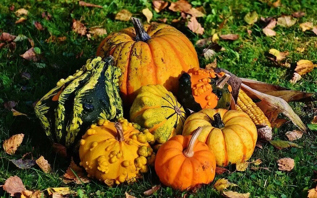 Sure, you could eat a decorative gourd. But don’t.