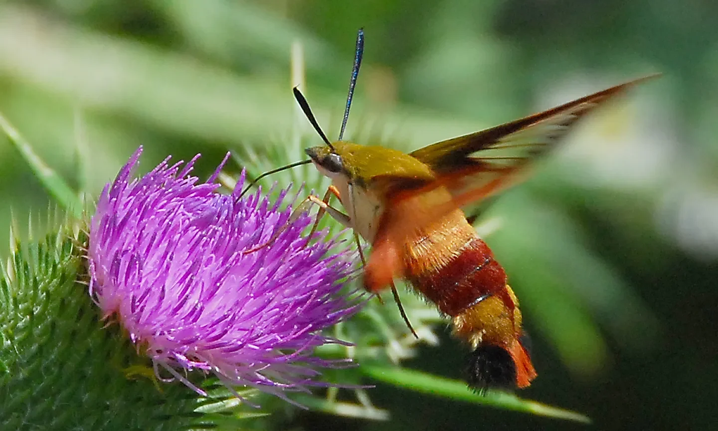 Speaking of Nature: The moth that mimics a bird: Discover the hummingbird clearwing