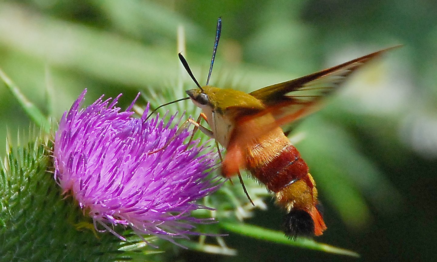 Speaking of Nature: The moth that mimics a bird: Discover the hummingbird clearwing