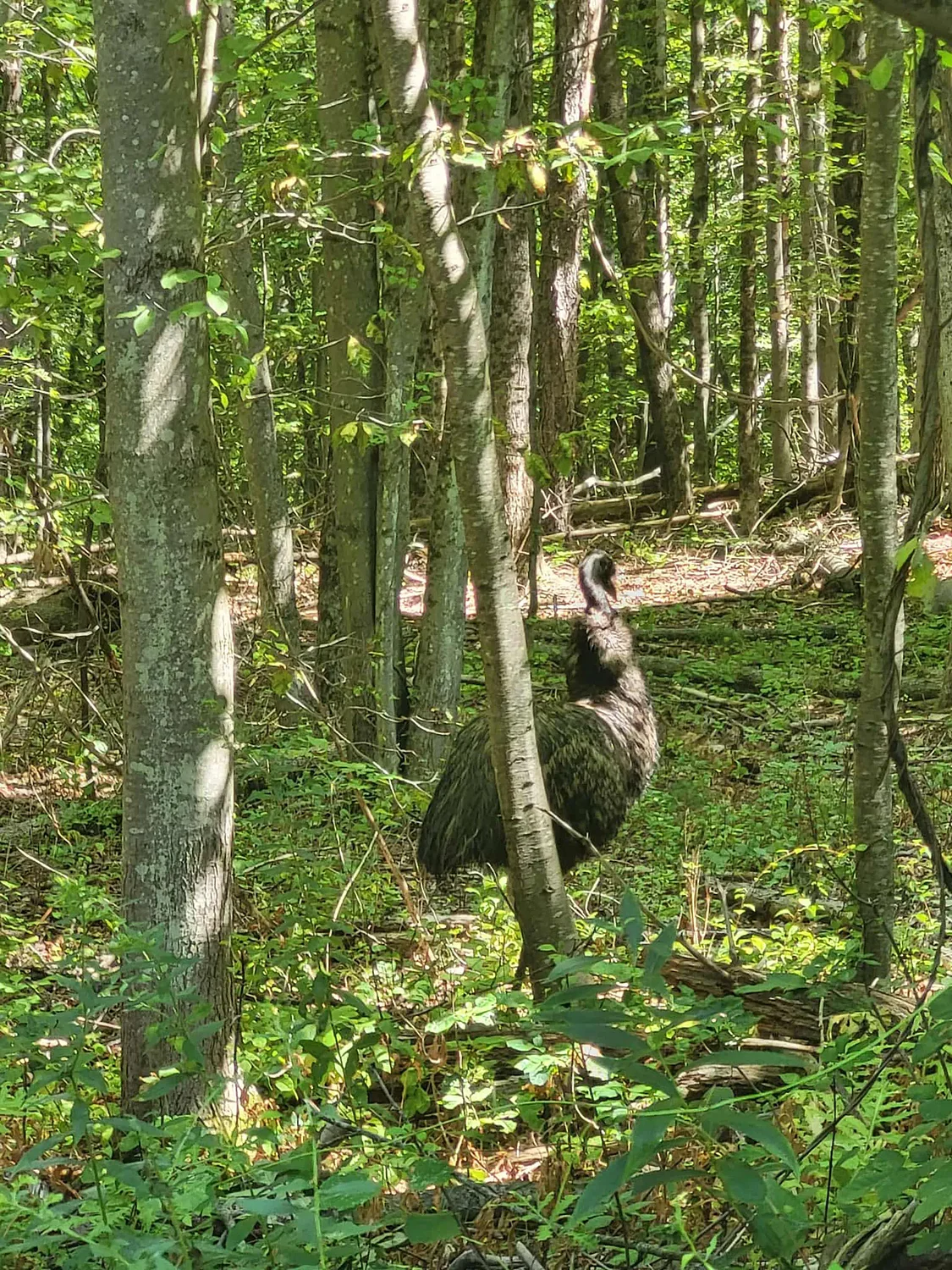 Loose emu spotted in Concord