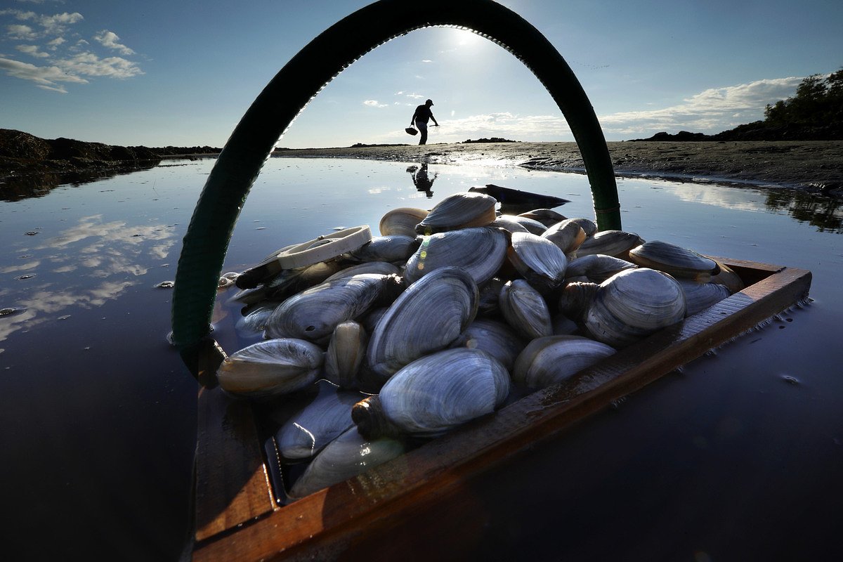 Lubec Shellfish Committee plans to rotate clam flat closures on either side of Woodward Point