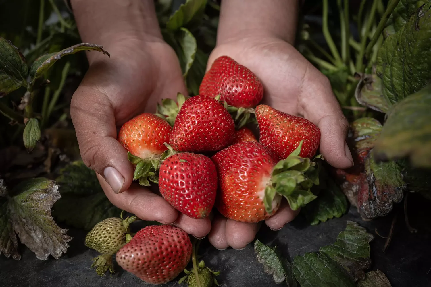 Lax Oversight, Few Inspections Leave Child Farmworkers Exposed to Toxic Pesticides