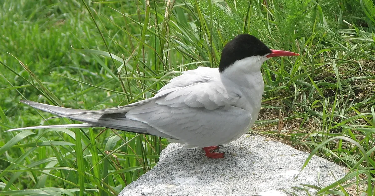 Letter: Protecting Arctic refuge benefits Maine