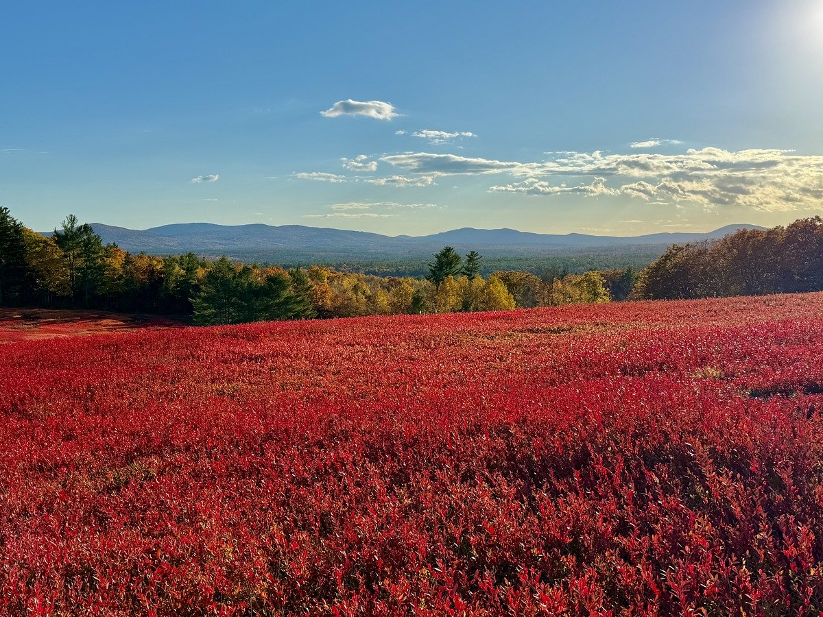 Letter: Column by Maine wild blueberry expect deserves close attention