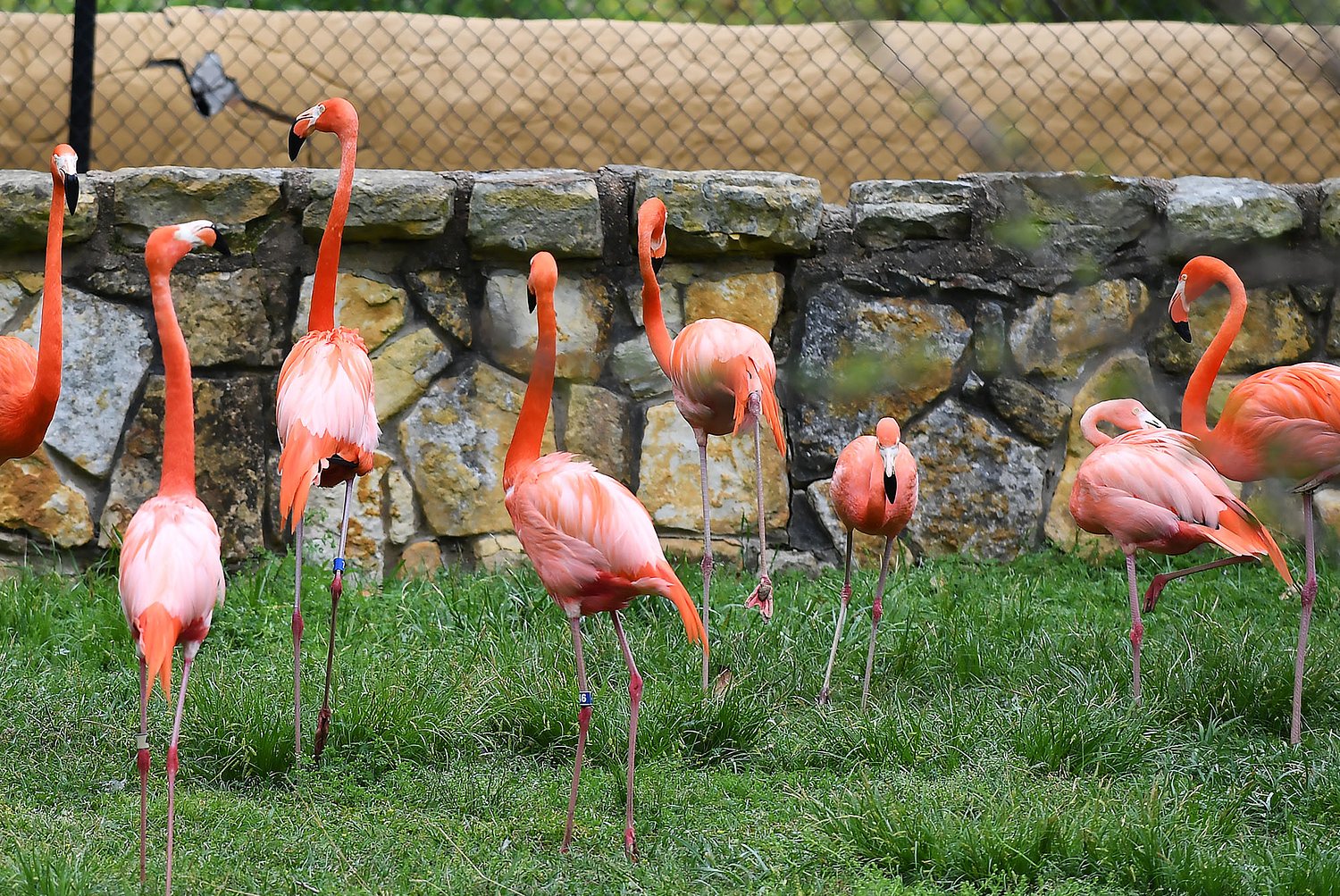 Jackson Zoo could see changes, but plans are vague for now