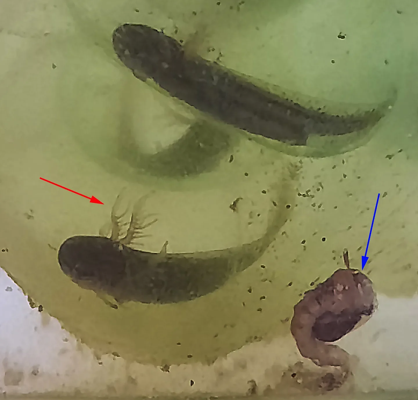 Speaking of Nature: Saving the spotted salamander: A simple bucket turns into a science lesson