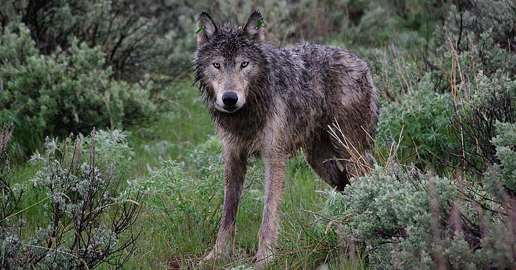 Poisoning of wolves ‘becoming an epidemic’ in Oregon