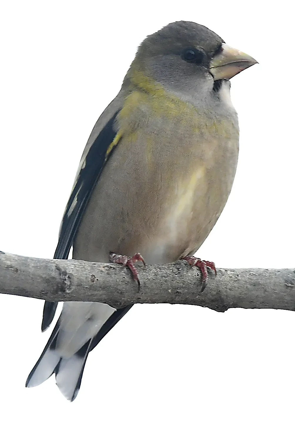 Speaking of Nature: Rare sighting: Evening grosbeak spotted at feeders amid population decline