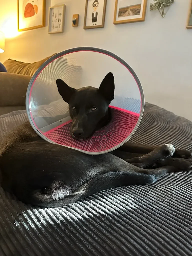 Lost husky mix Gnocchi located after nearly a week of searching in Amherst