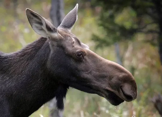 NH moose are under a tick attack. Could changing the way forests are logged help save them? 