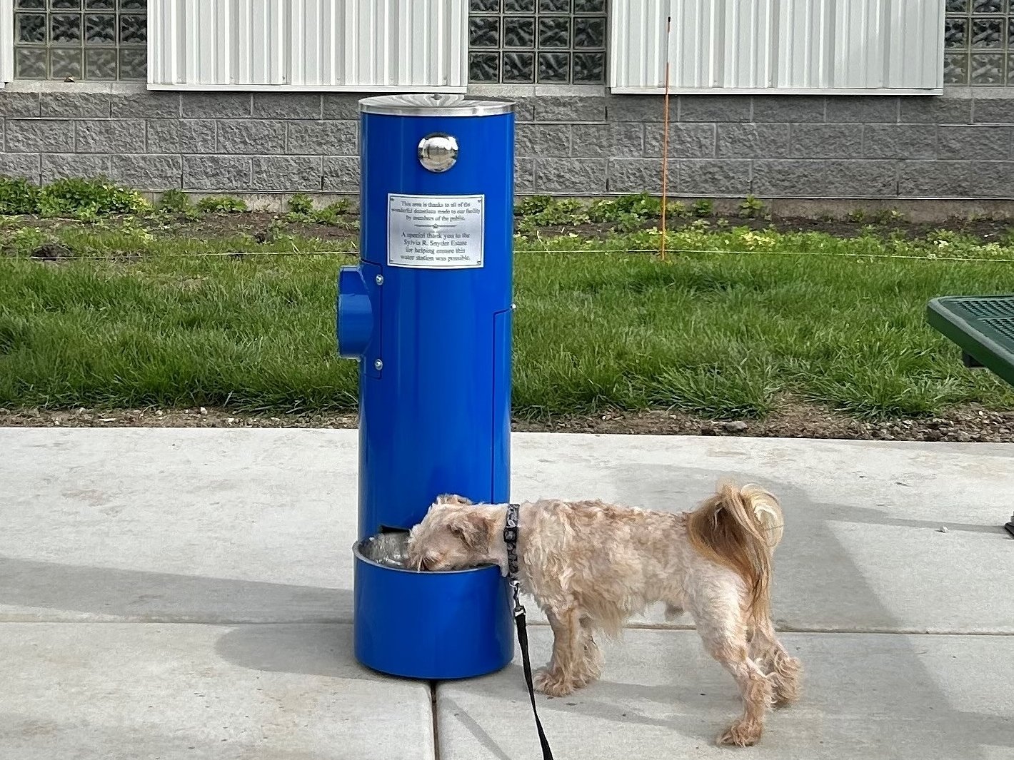 Kane County dogs have new water fountain, shade structure