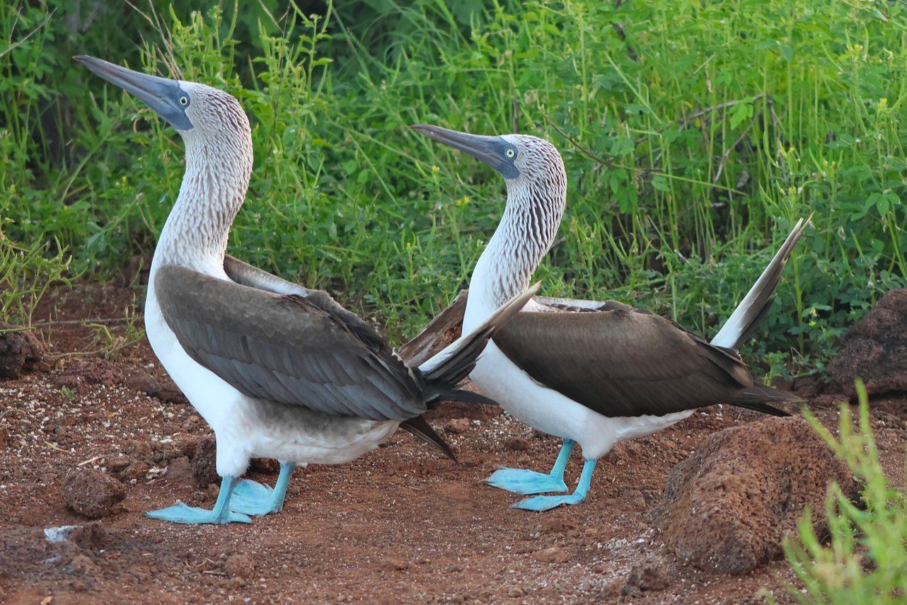 Goldring Travel Experiences Via Natura’s Galapagos Ultra-Luxury Mega Catamaran: Hermes – Part III: A Luxury Yacht? A Small Cruise Ship? An Expedition Ship? Maybe All Three!: More Details. Let's Review!